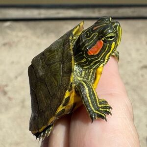 Extra label!!! Please do not buy unless for you!!!